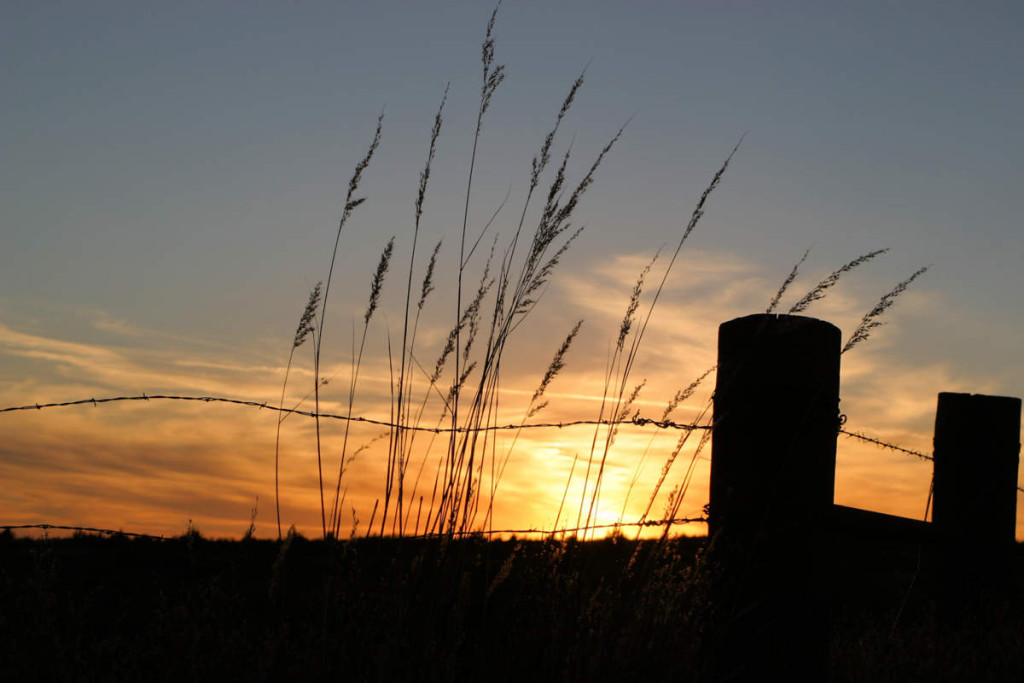 Sun for warmth. (Kansas wheat fields by Cirina Catania)